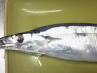 新秋刀魚5.jpg